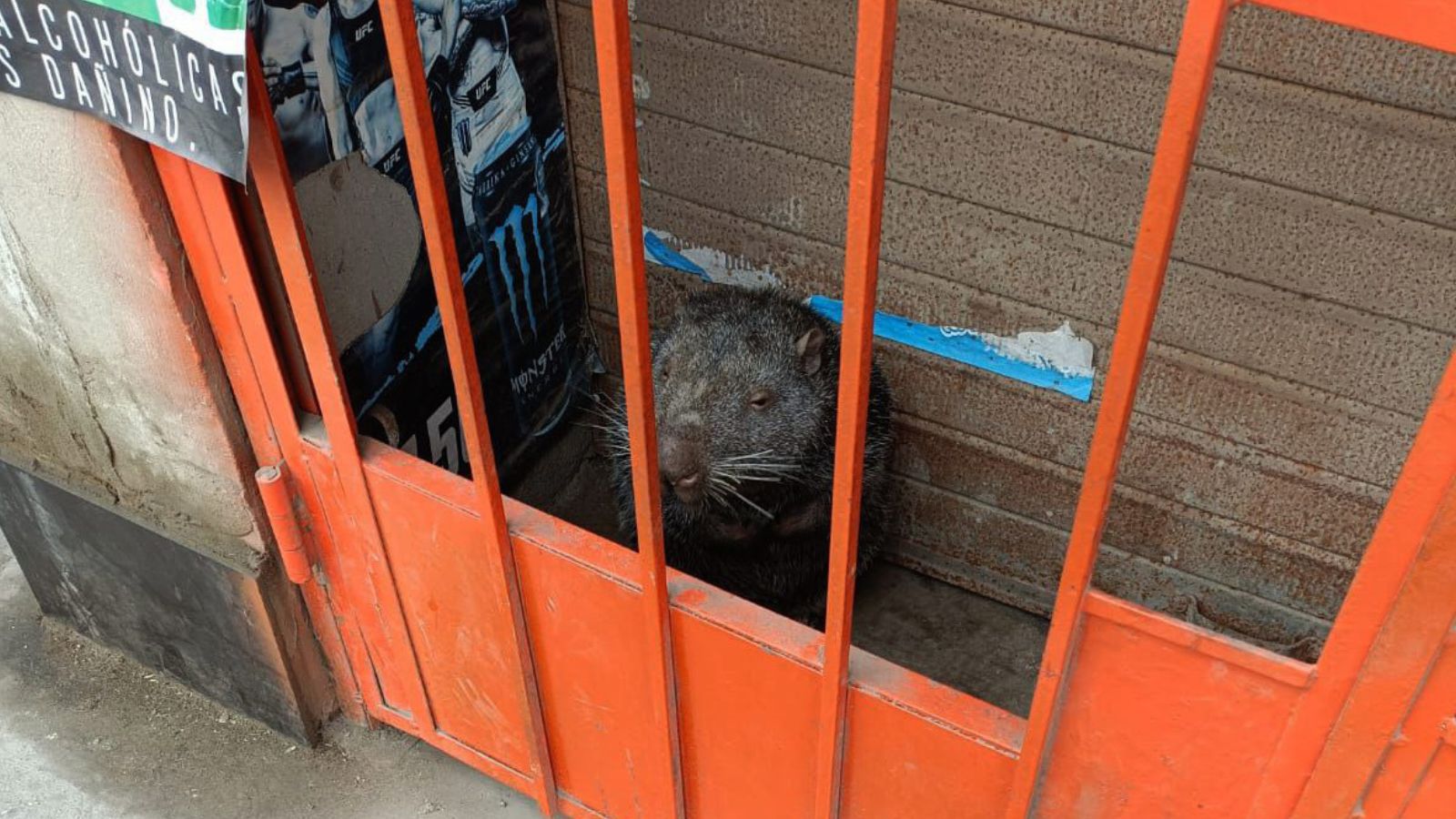 El animalito se encontraba en el ingreso de una vivienda.