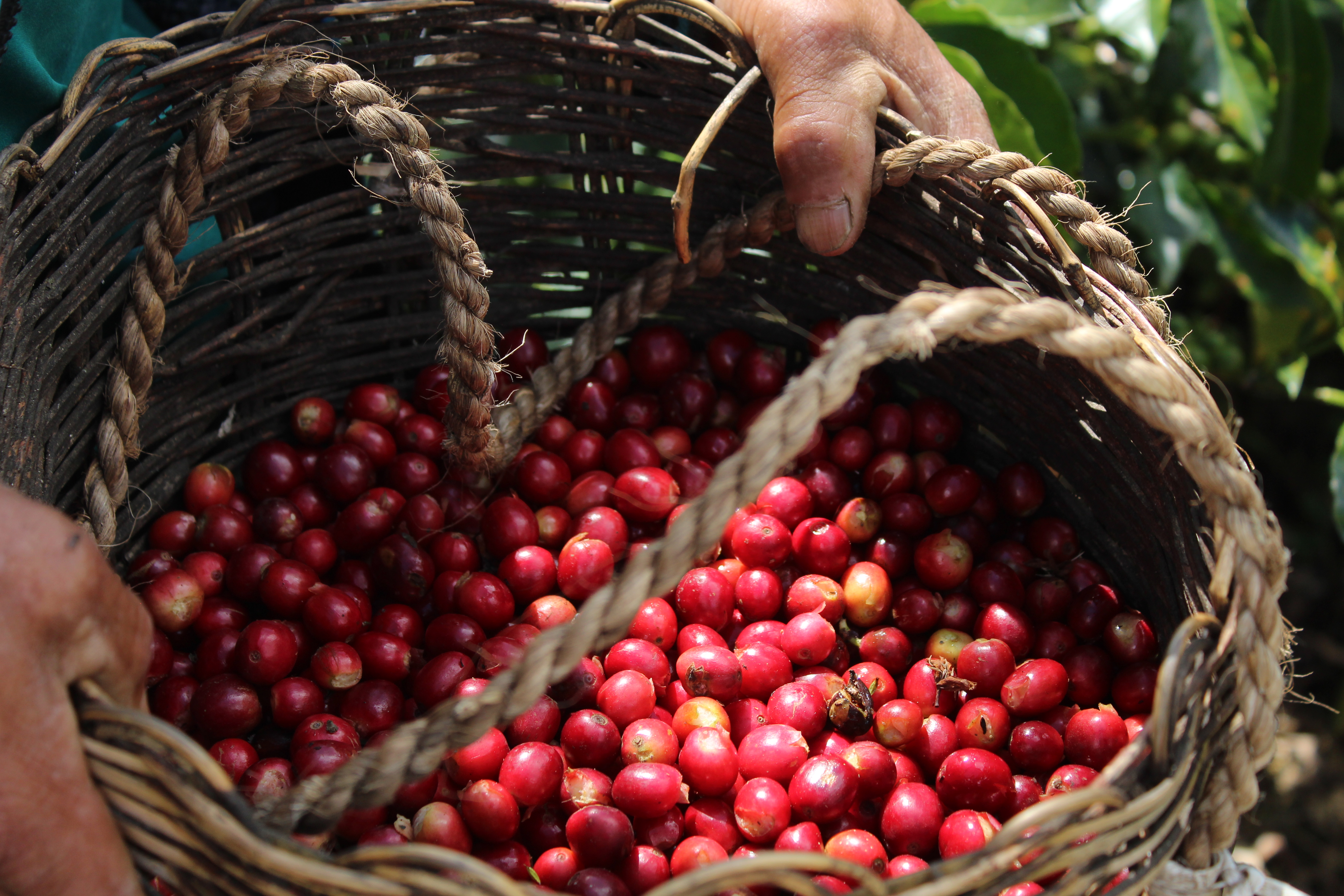 Cuidadosa selección de los cerezos del café.