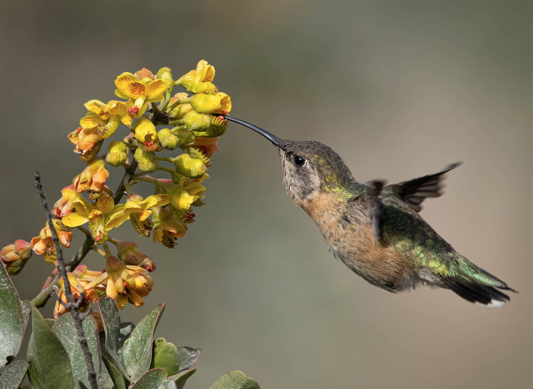 Estos son todos los lugares que puedes visitar en Perú para el avistamiento de aves.