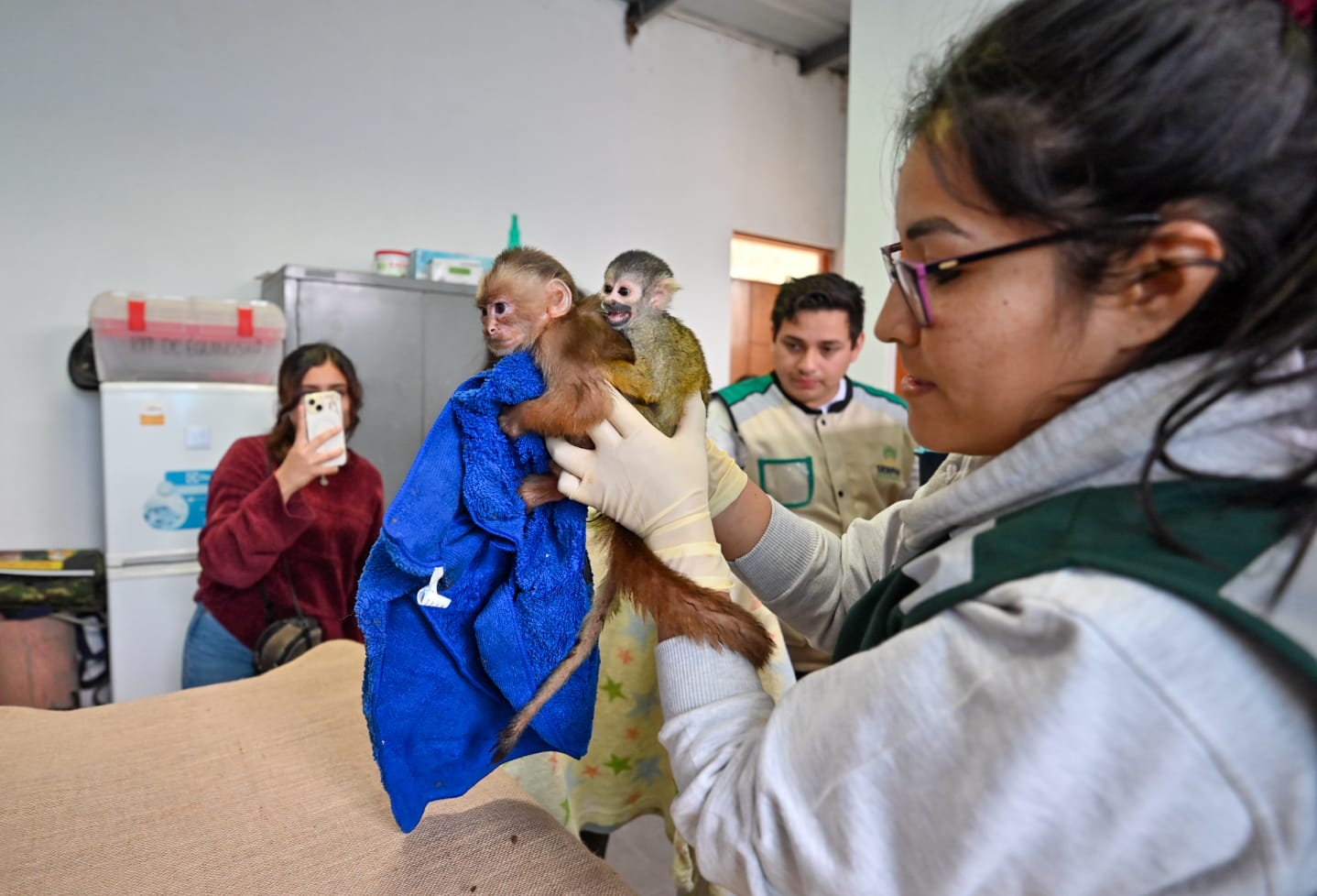Para realizar esta labor, Serpar trabaja de la mano con la Administración Técnica Forestal y de Fauna Silvestre de Lima del ATFFS-Lima, área de Serfor encargada de decomisar la fauna silvestre. 