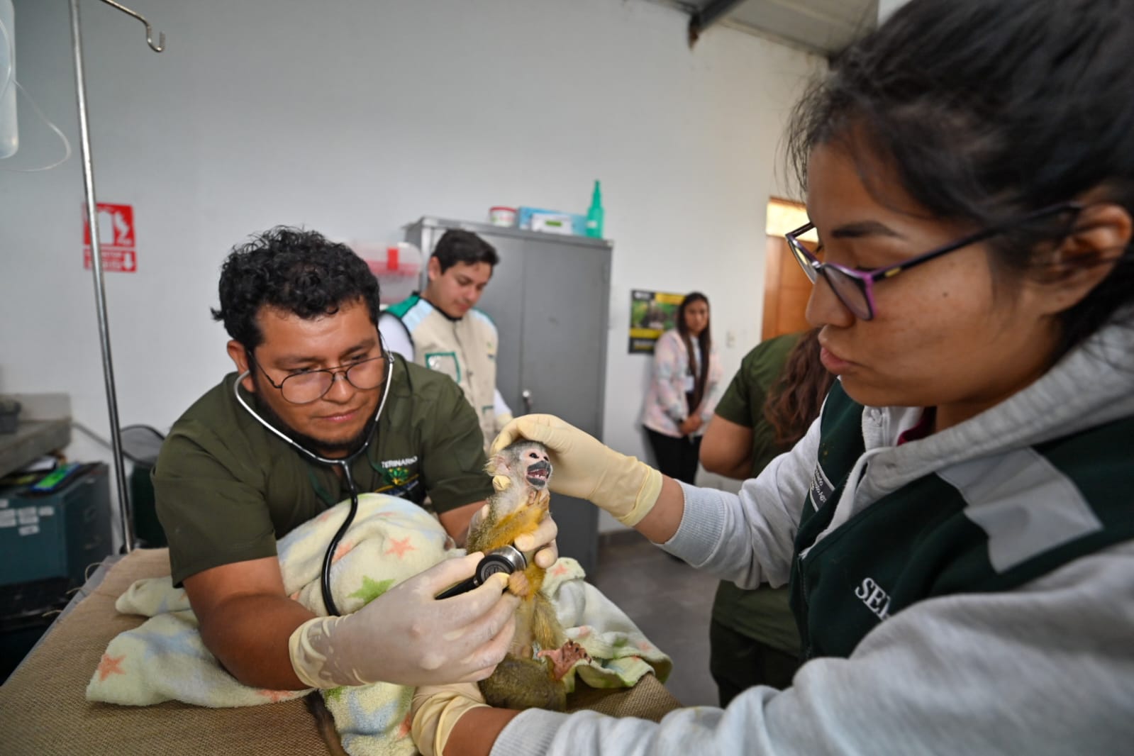 Para realizar esta labor, Serpar trabaja de la mano con la Administración Técnica Forestal y de Fauna Silvestre de Lima del ATFFS-Lima, área de Serfor encargada de decomisar la fauna silvestre. 