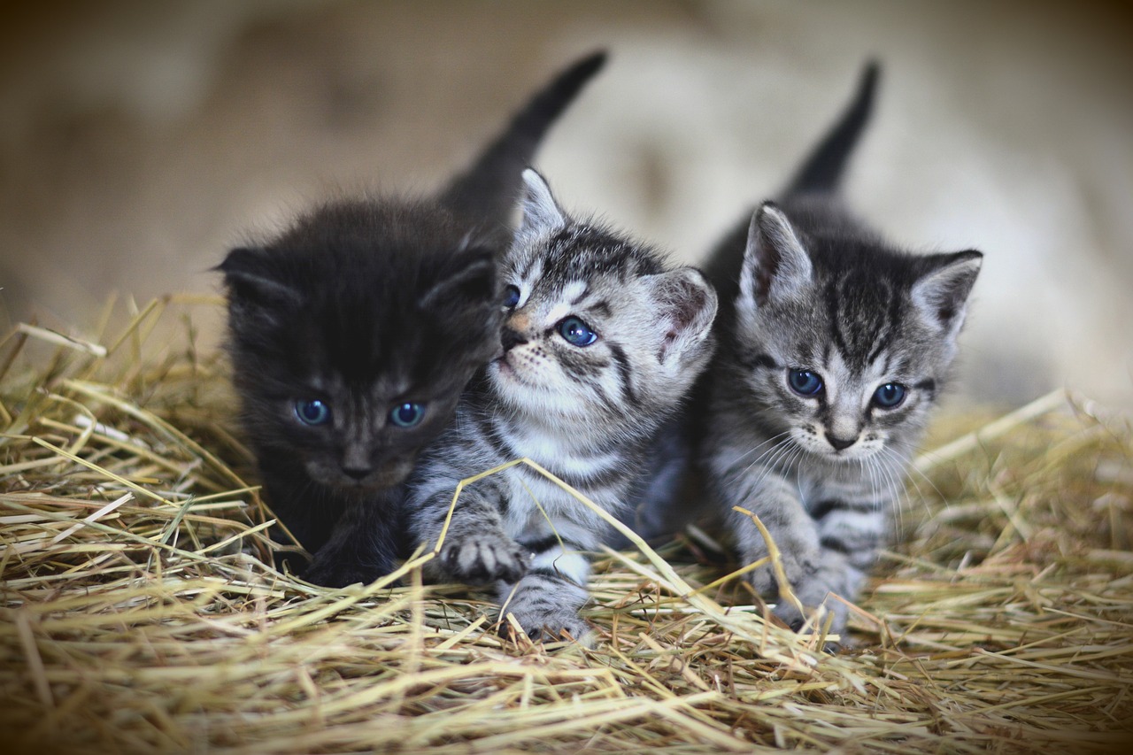 Gatitos en abandono
