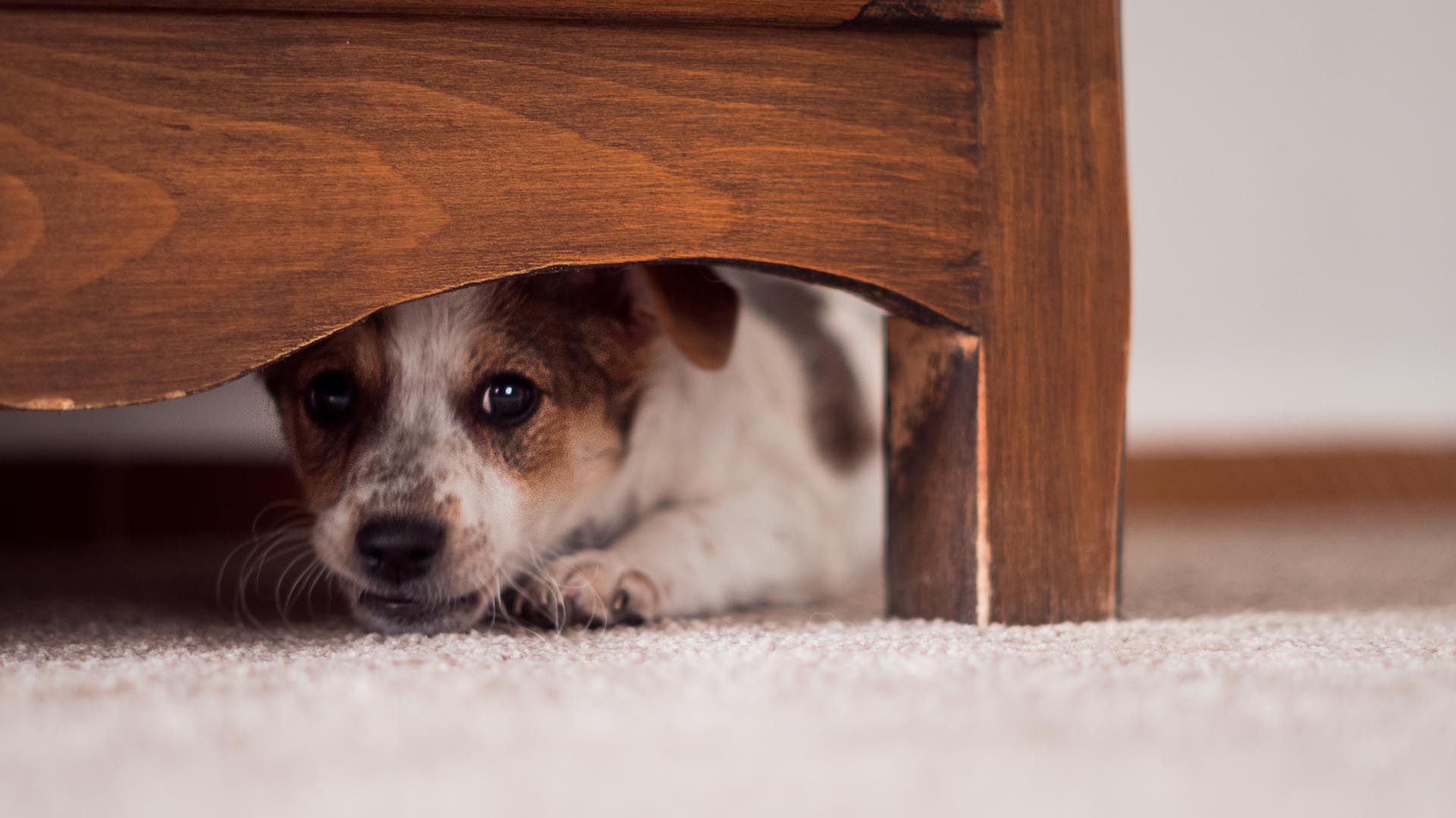 Te ofrecemos algunas recomendaciones para evitar que tu mascota salva perjudicada en estas fechas.