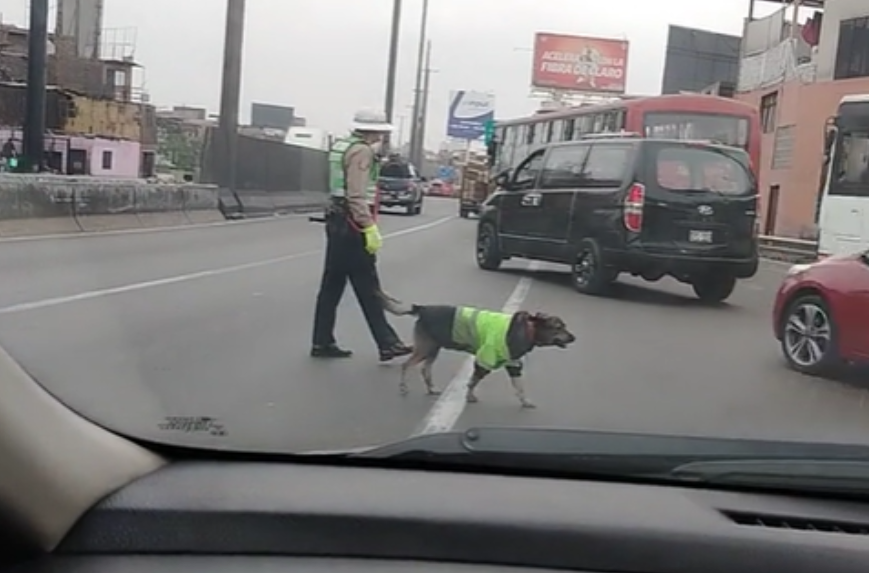 perrito viral