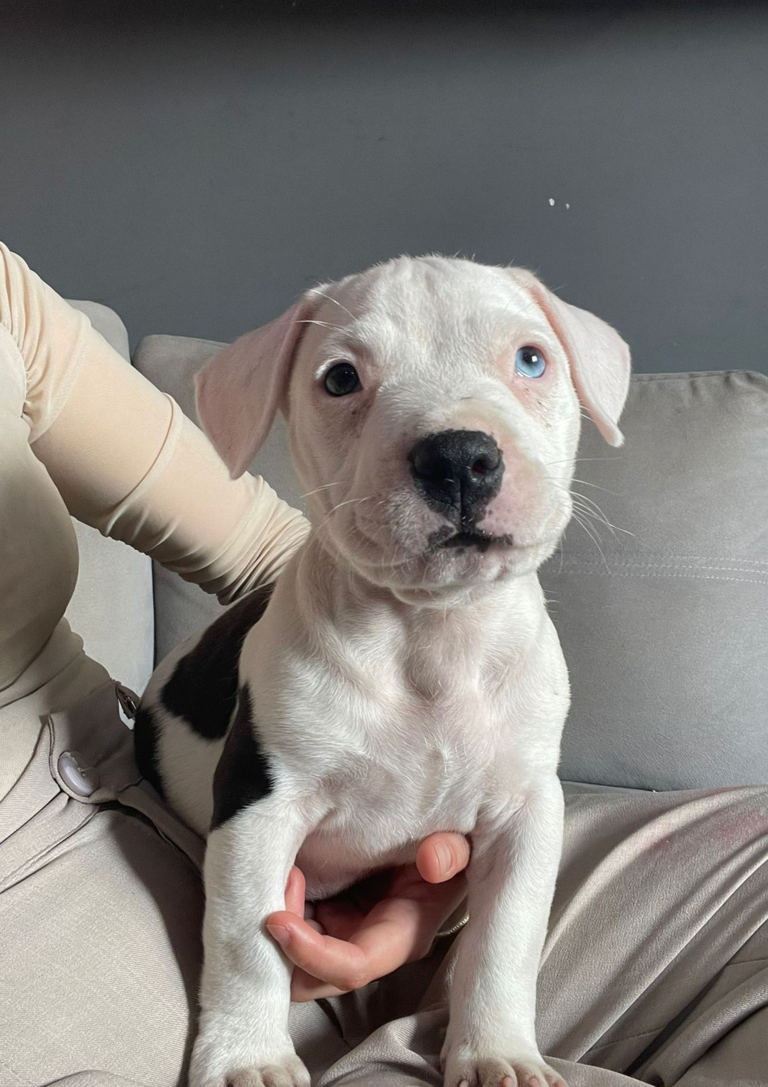 Pitbull