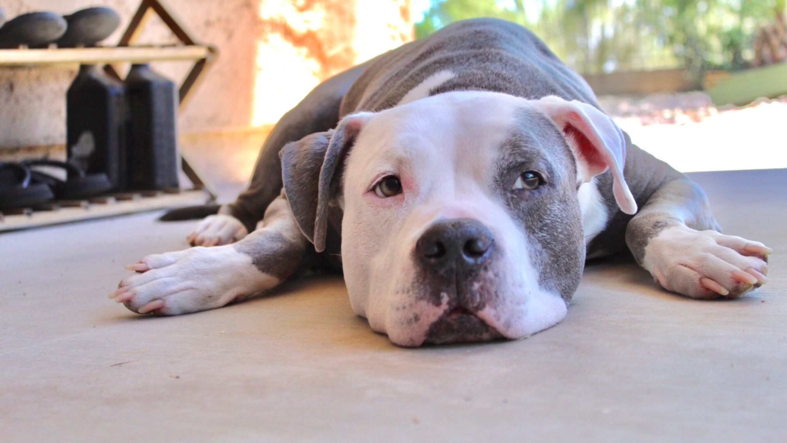 Pitbull