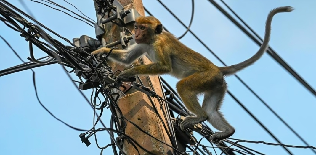 Mono deja sin luz a 32 millones en Sri Lanka