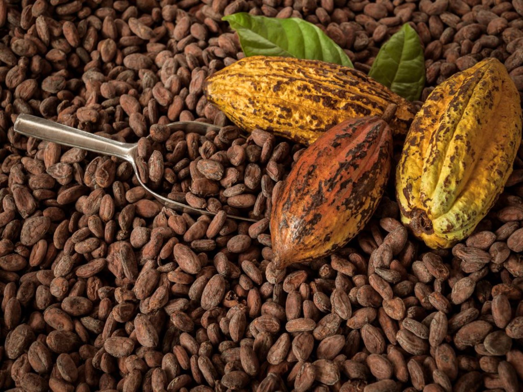 cACAO