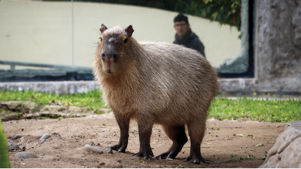 Capibara 
