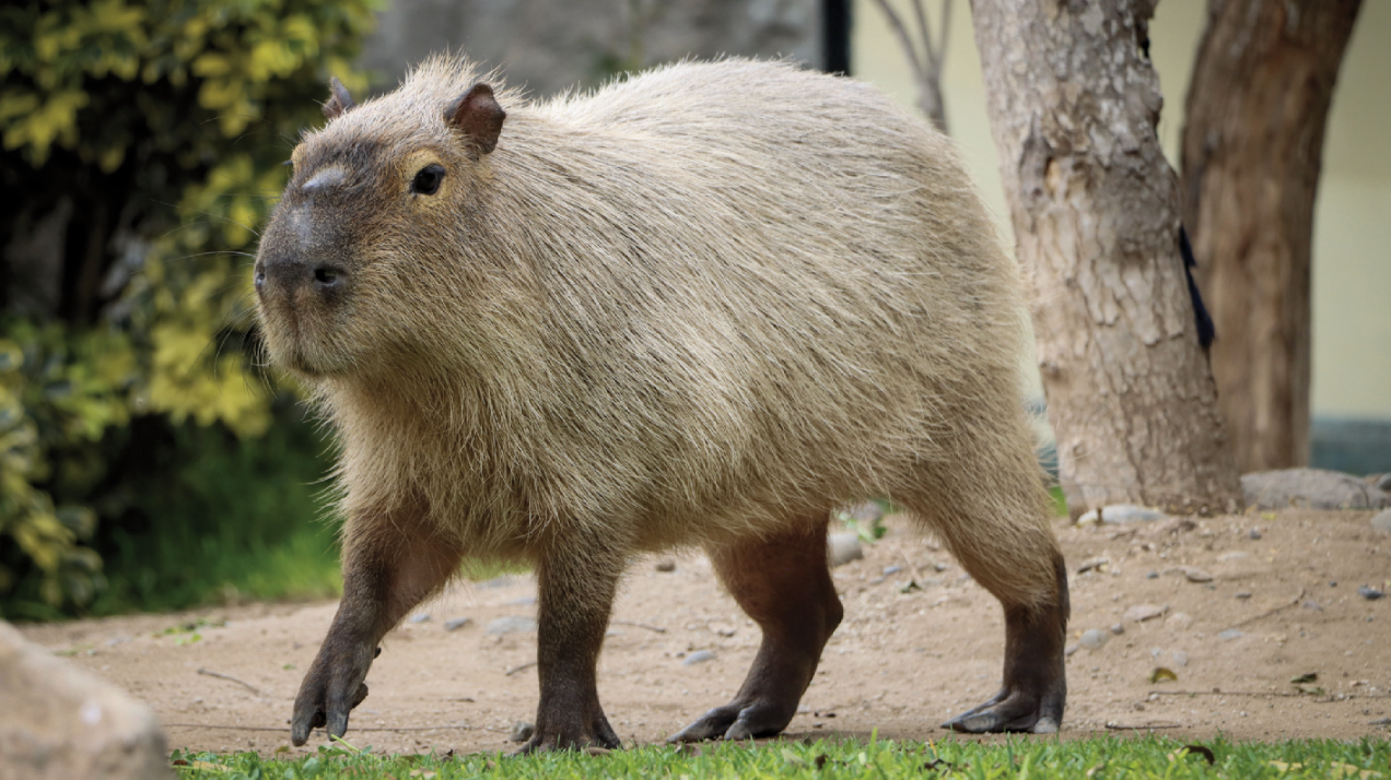 Capibara.