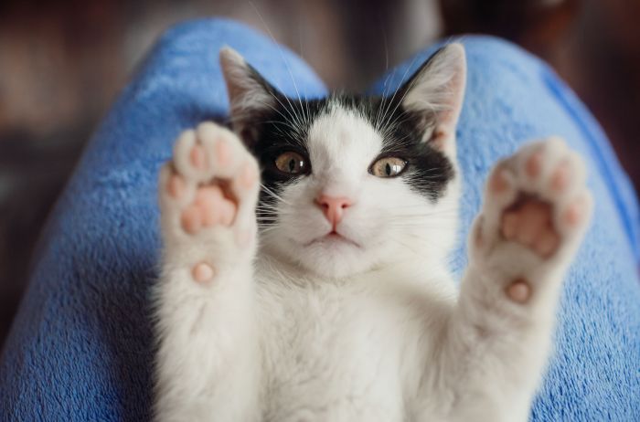 Gatos 