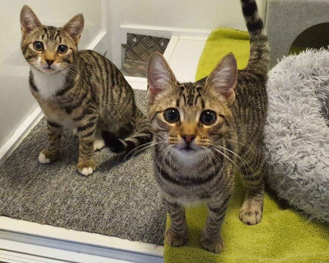 Gatos