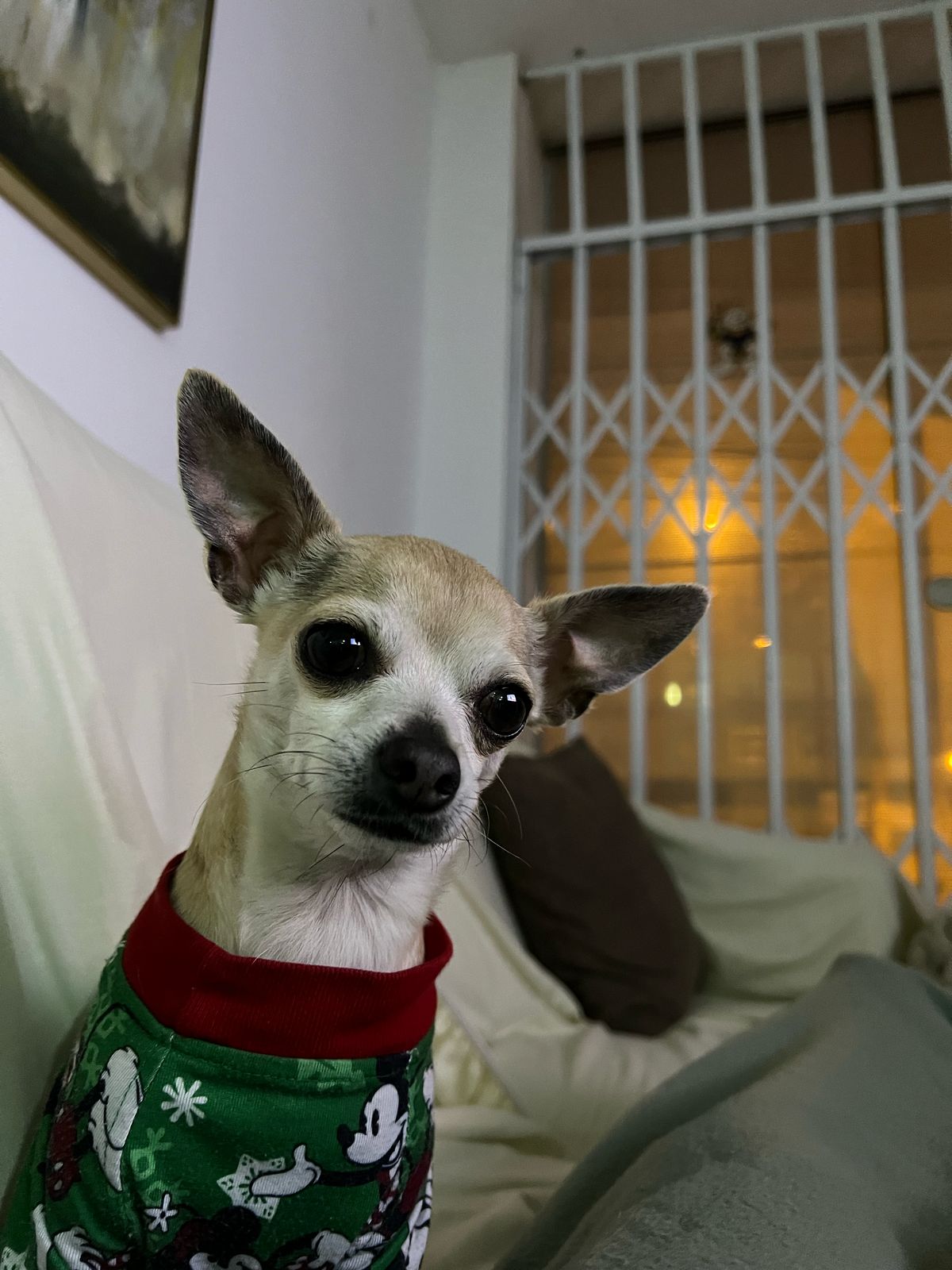 perrito