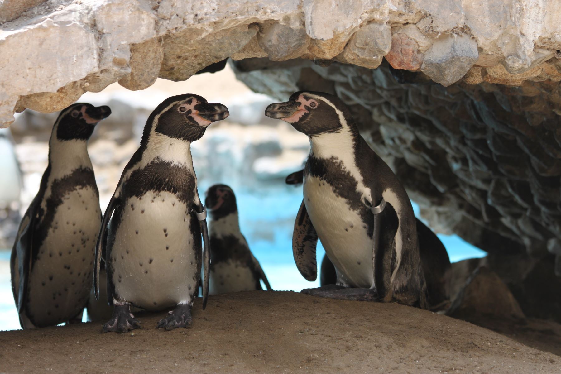 Pingüinos 