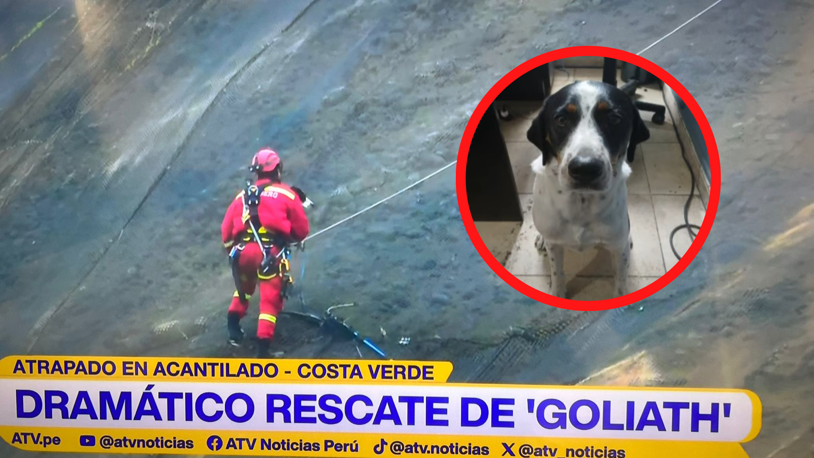 Perrito