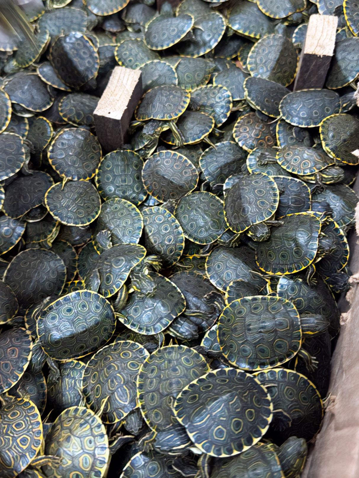 Tráfico de tortugas