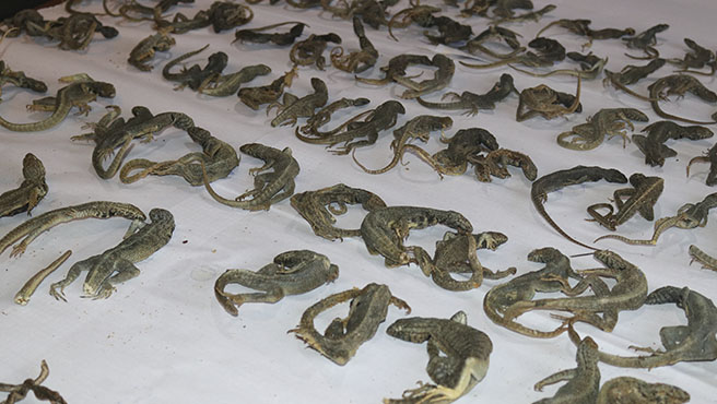 Lagartijas muertas