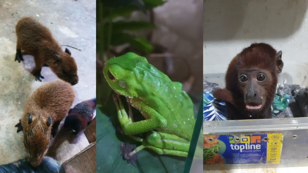 Los Depredadores del Oriente traficaban animales desde Iquitos