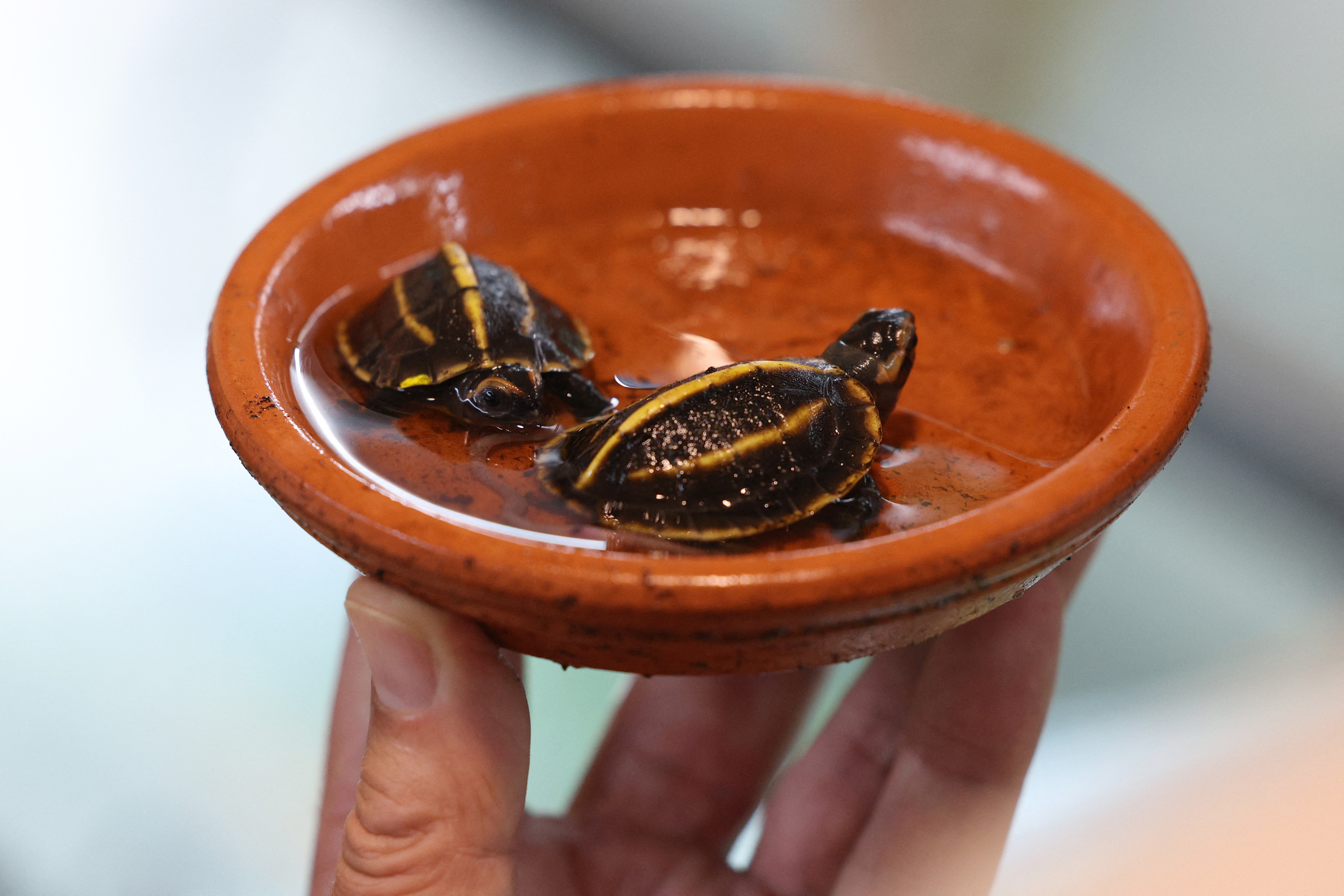 Tortugas