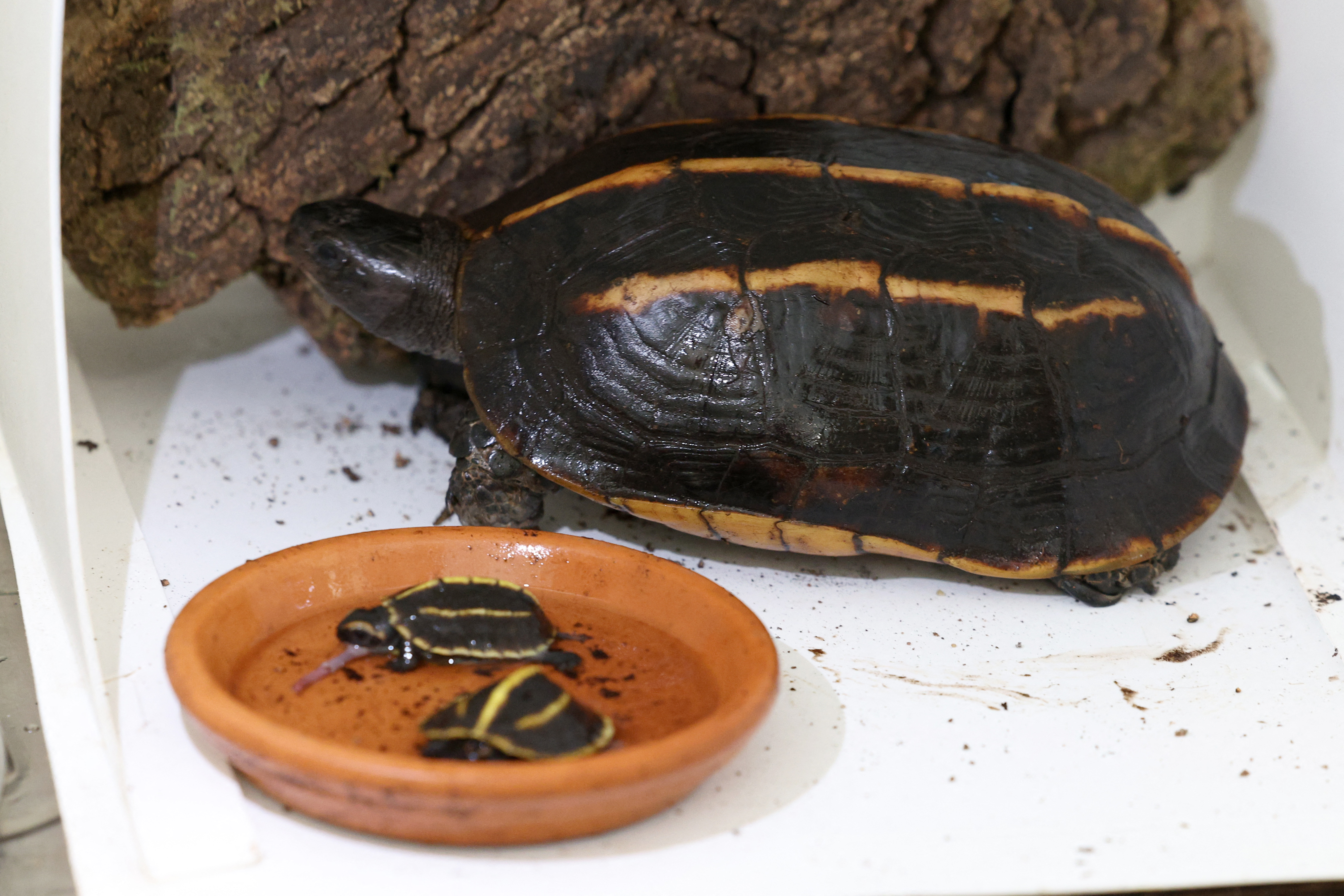 Con un caparazón oscuro marcado con tres líneas amarillas, estas tortugas terrestres omnívoras miden unos veinte centímetros y pesan casi un kilo cuando alcanzan la vida adulta.