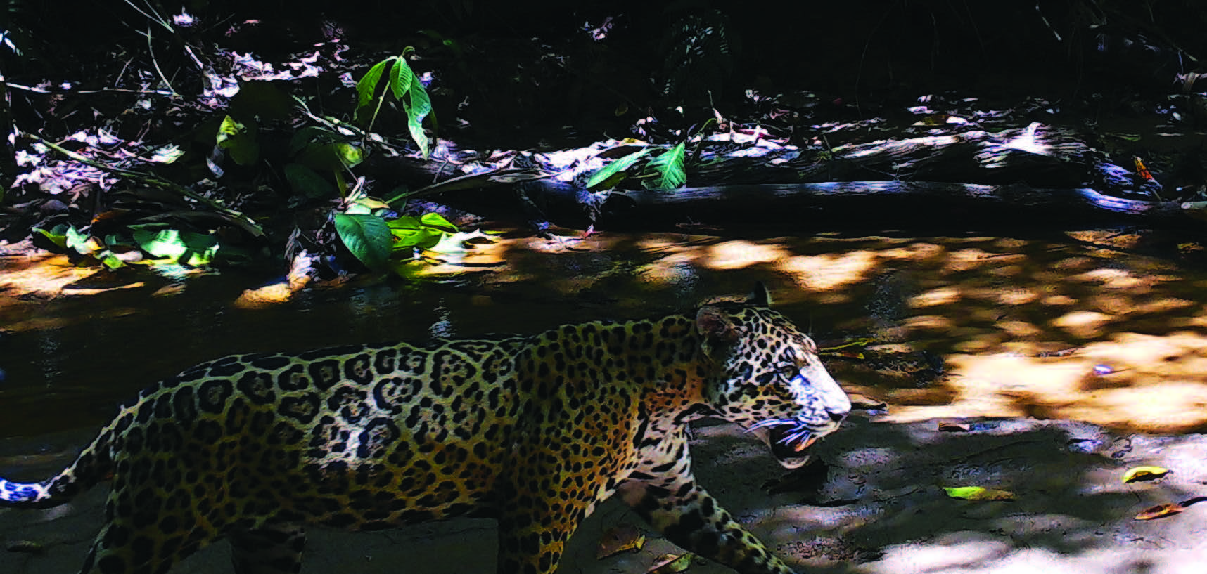 jaguar
