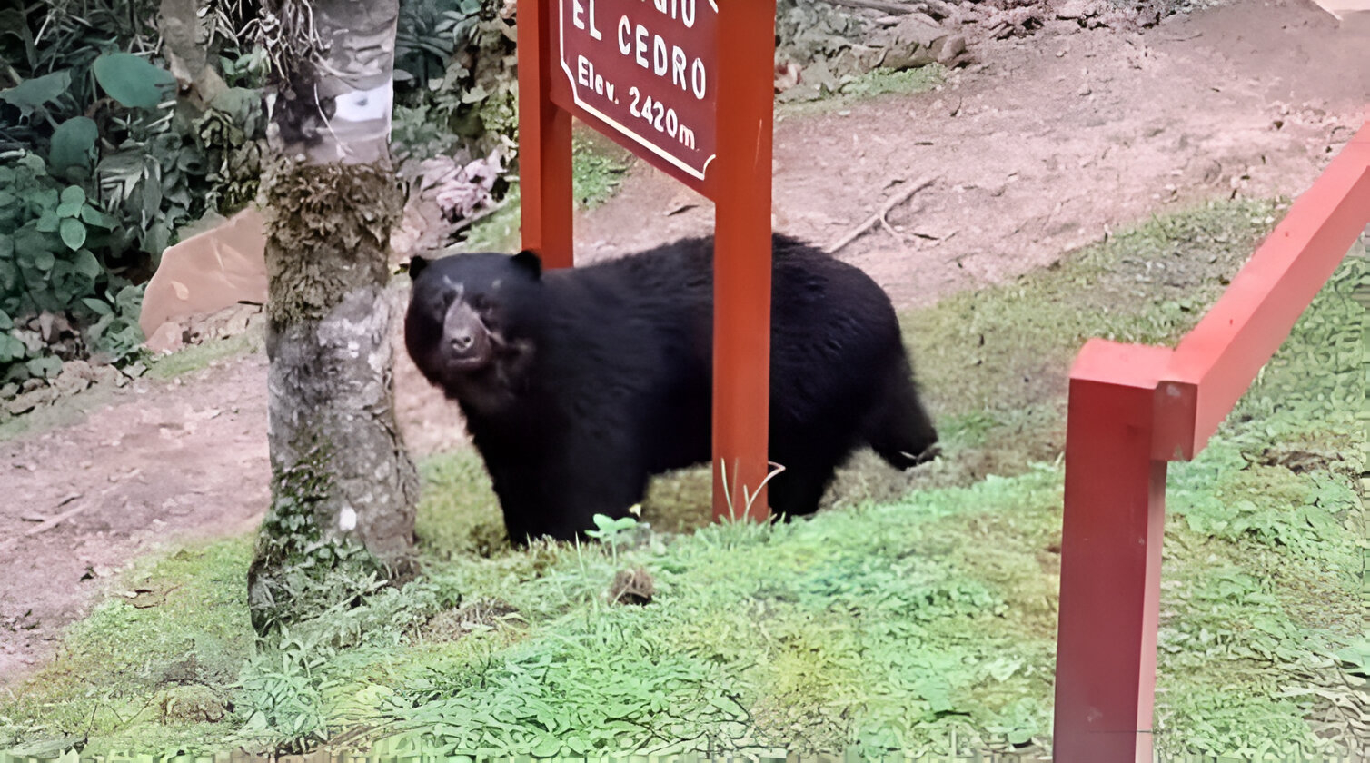 oso de anteojos oxapampa