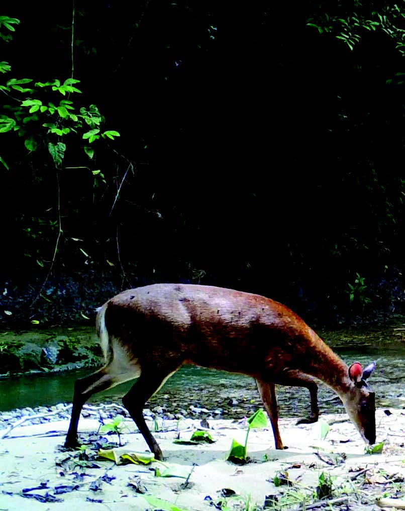venado