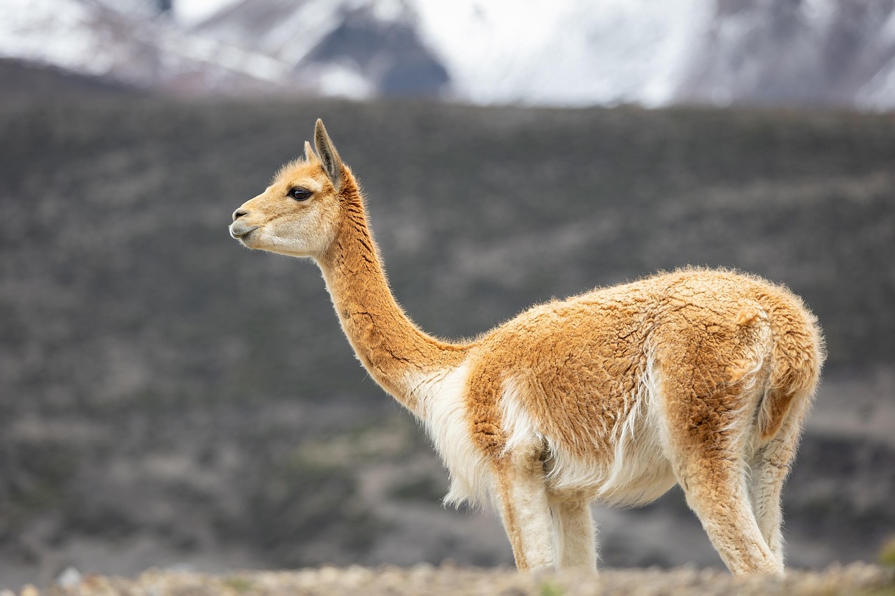vicuñas