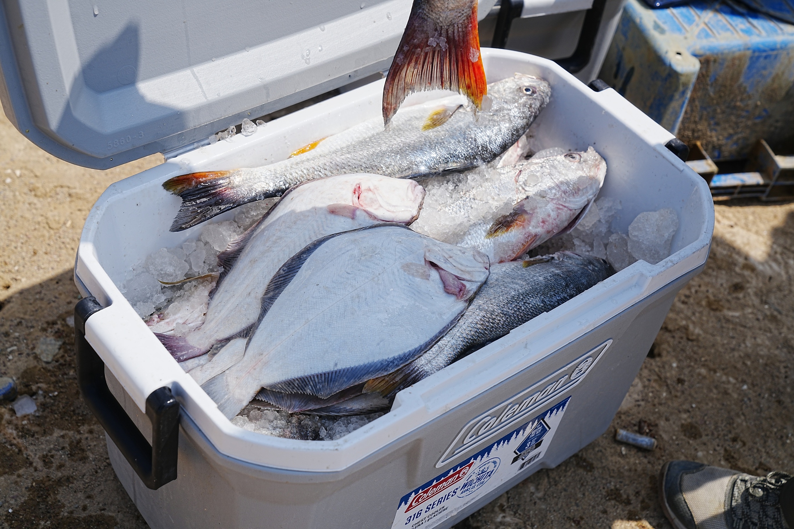 PESCADOS 