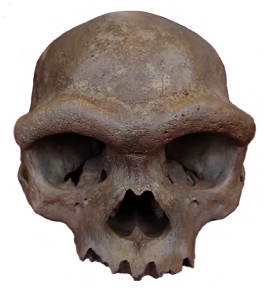 cráneo de 146.000 años conocido como el "Hombre Dragón" pertenecía a un denisovano, un linaje extinto de humanos.
