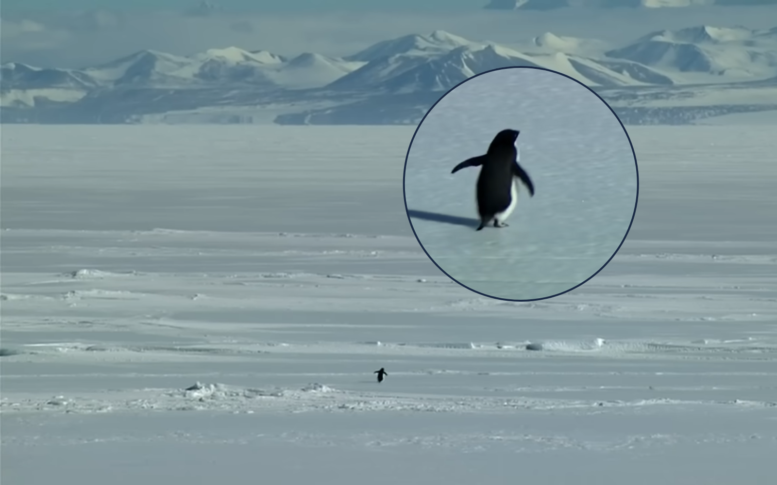 El 'Pinguino nihilista' que ha remecido al Internet: esta es su historia