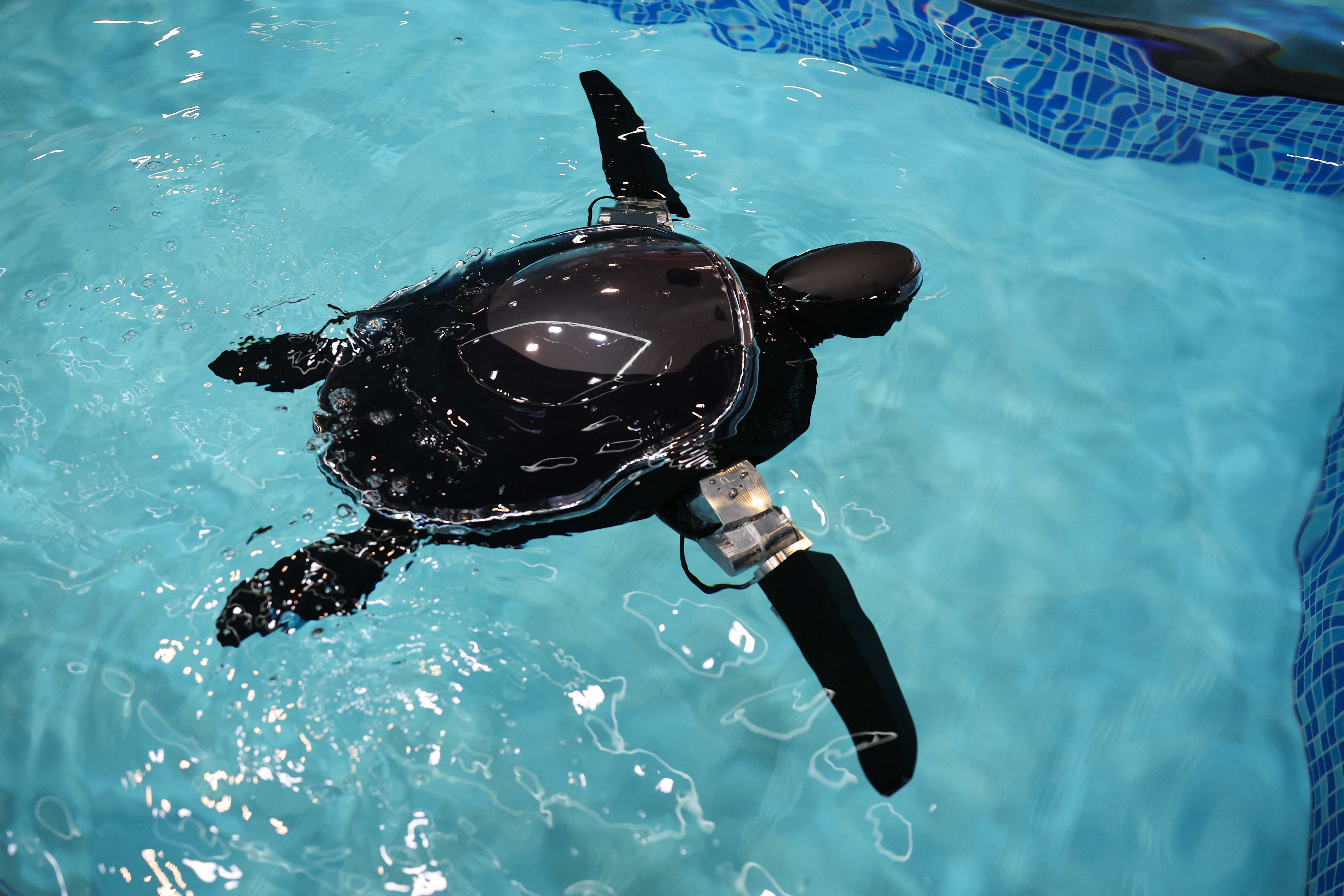 RoboTurtle