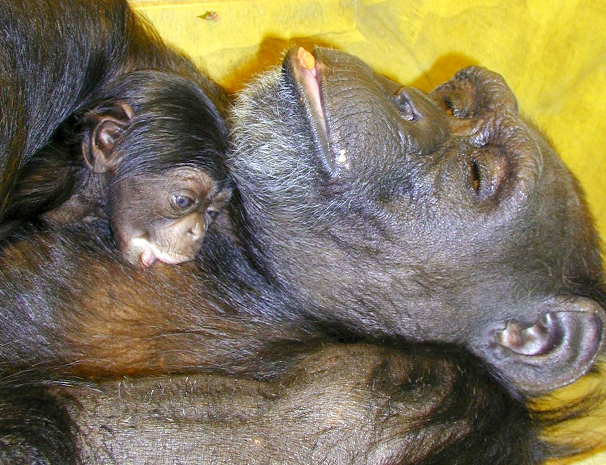 chimpancé