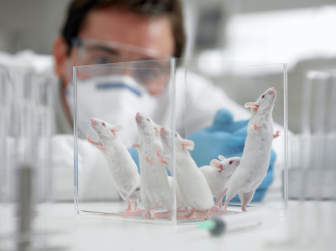 ratones de laboratorio. Foto: Getty