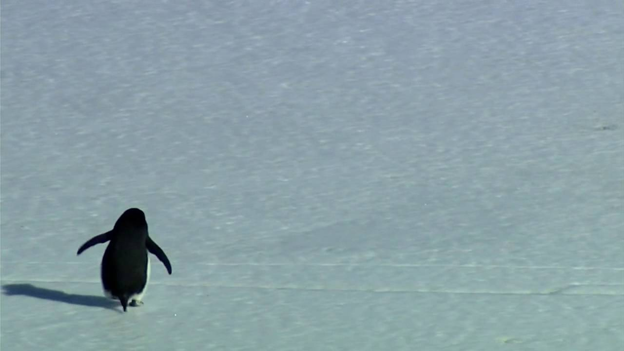 El 'Pinguino nihilista' que ha remecido al Internet: esta es su historia