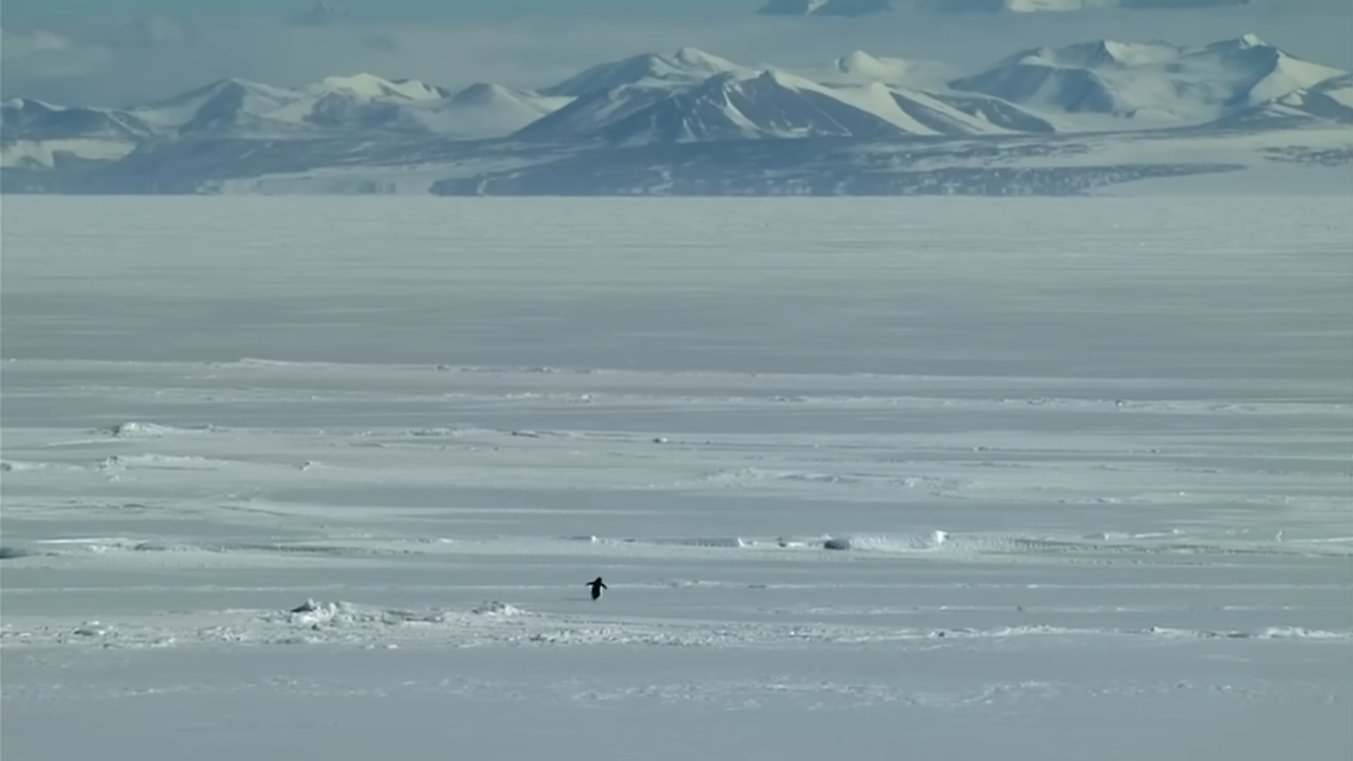 El 'Pinguino nihilista' que ha remecido al Internet: esta es su historia