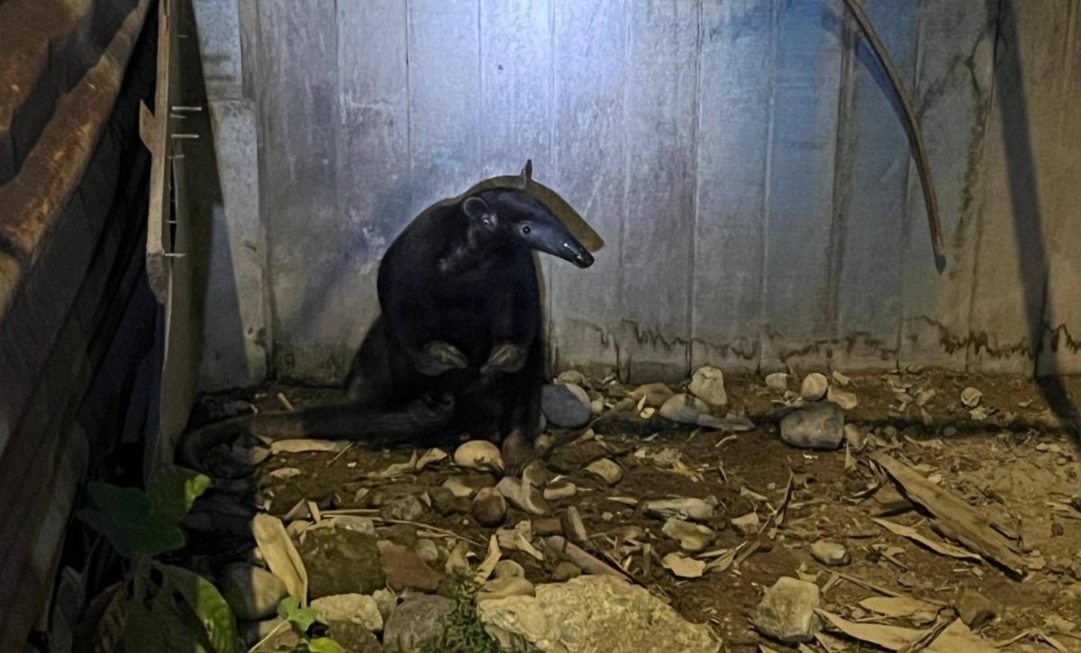 oso hormiguero