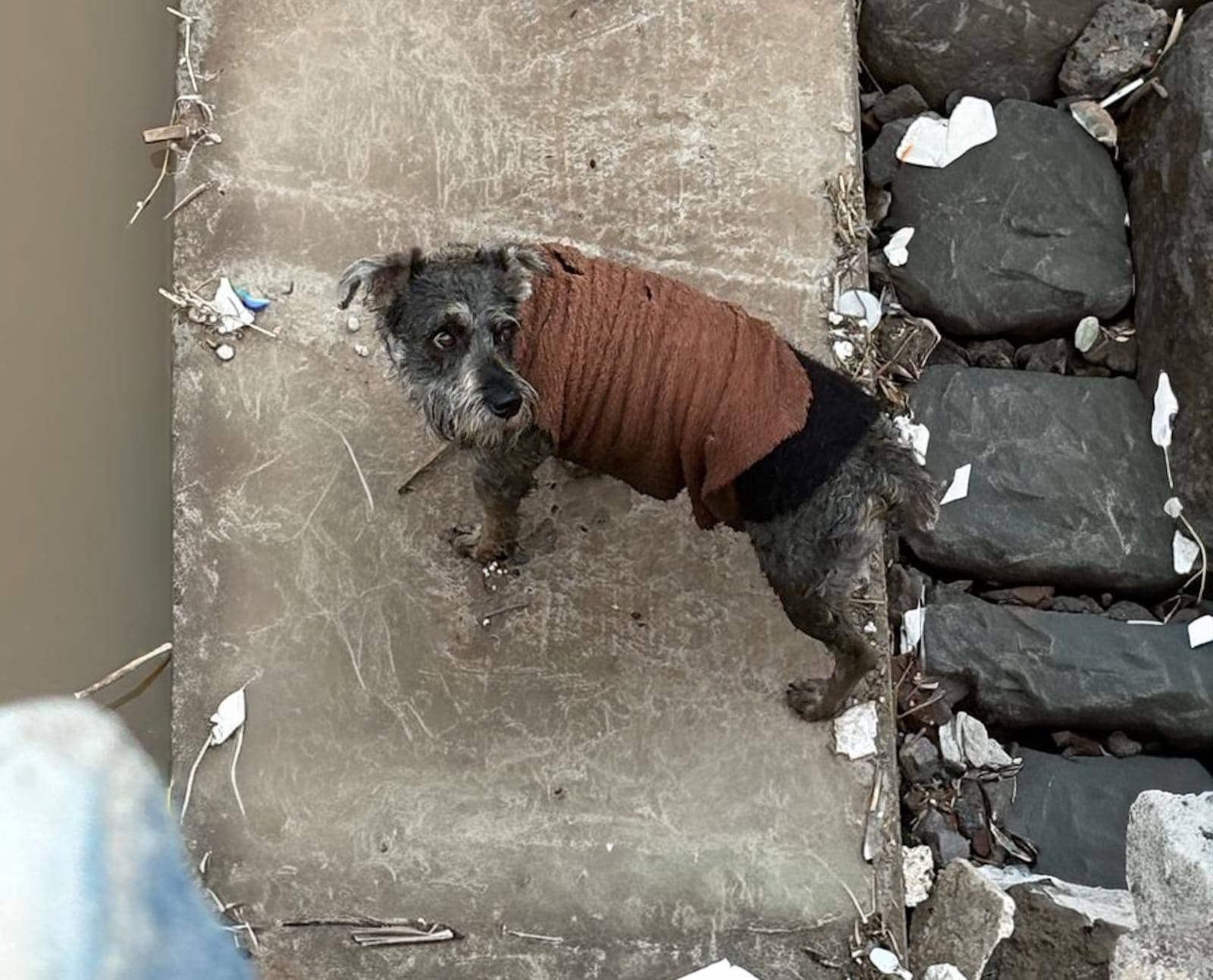 Perrito en Arequipa 