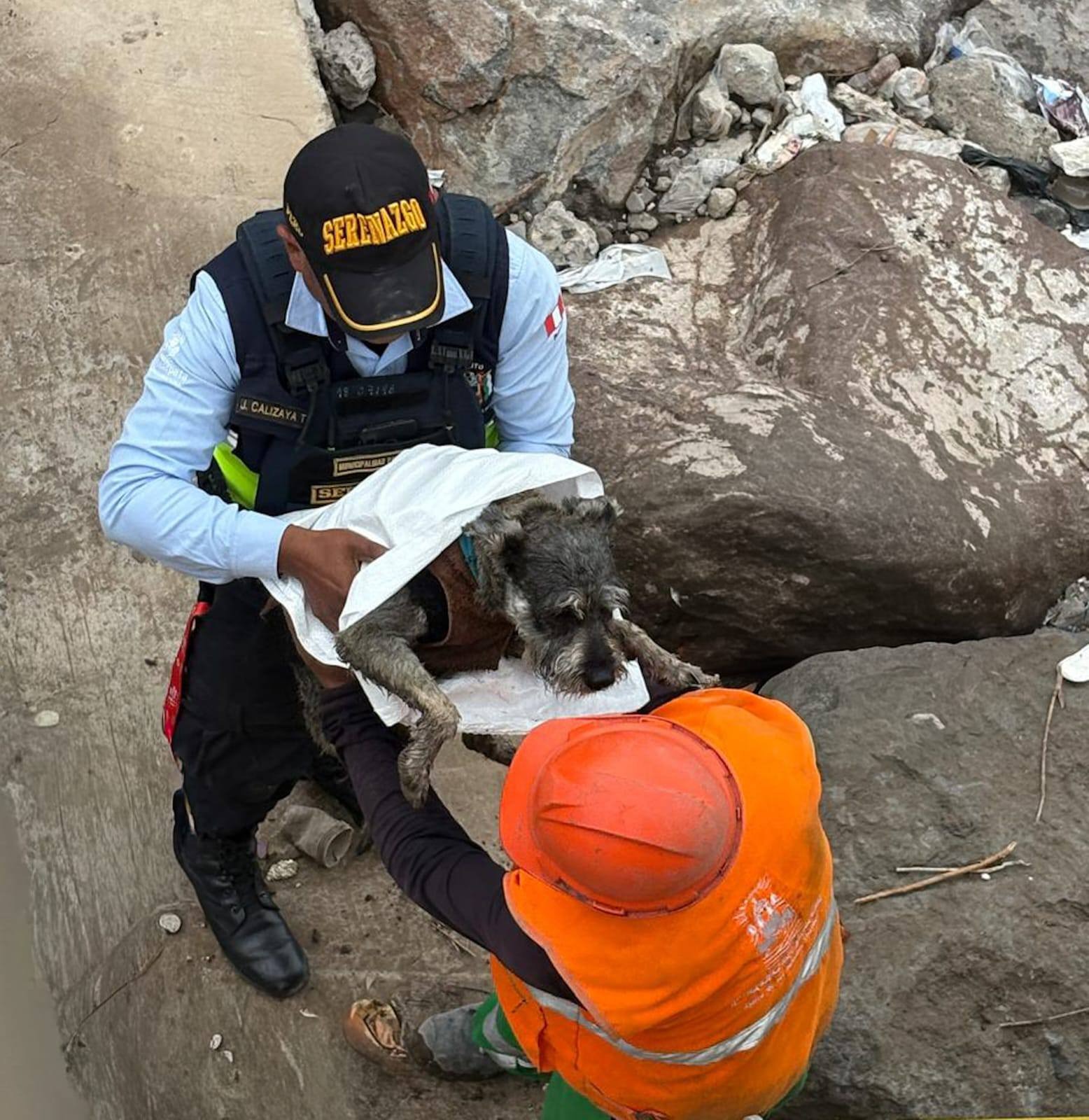 Perrito en Arequipa 