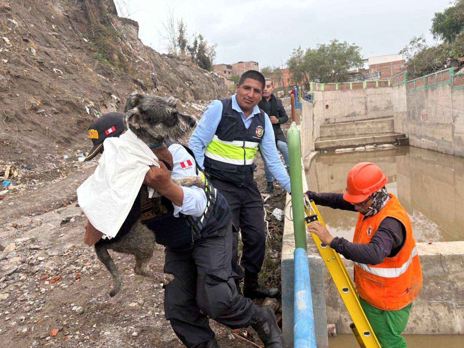 Perrito en Arequipa 