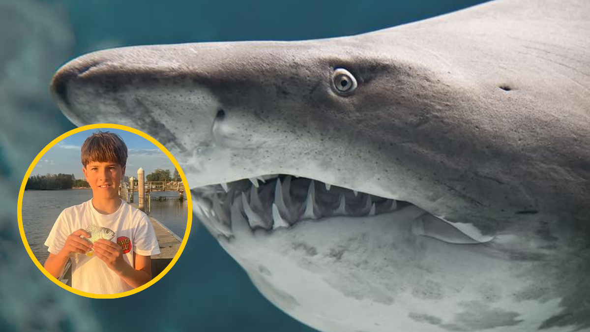  tiburón toro