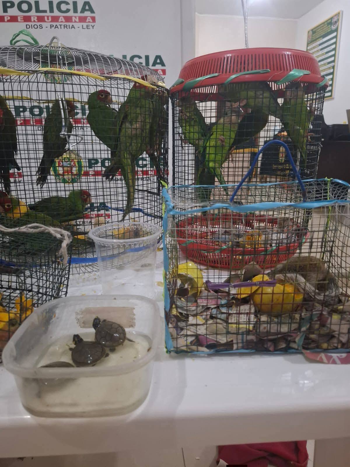 trafico ilegal fauna tumbes