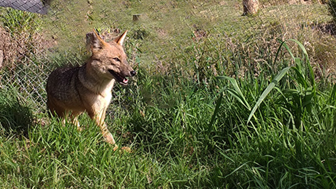 zorro run run