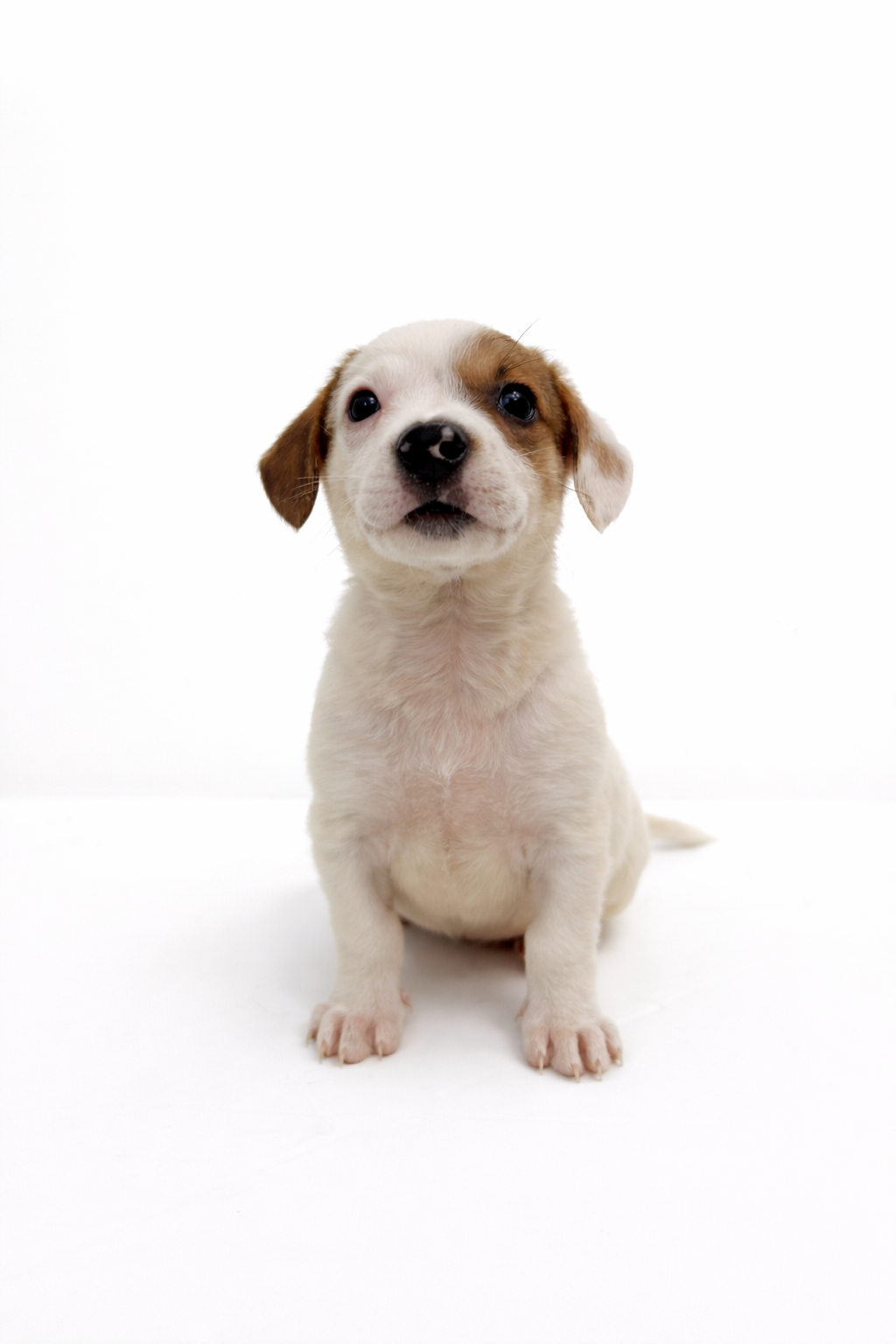 Cachorros en adopción