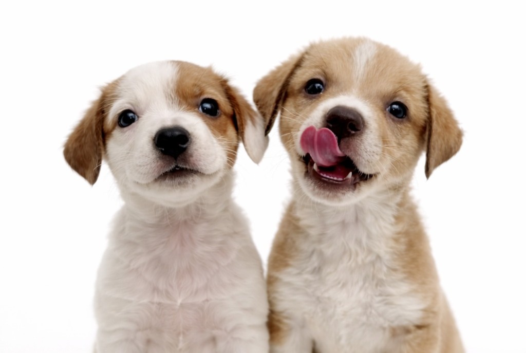 Cachorros en adopción