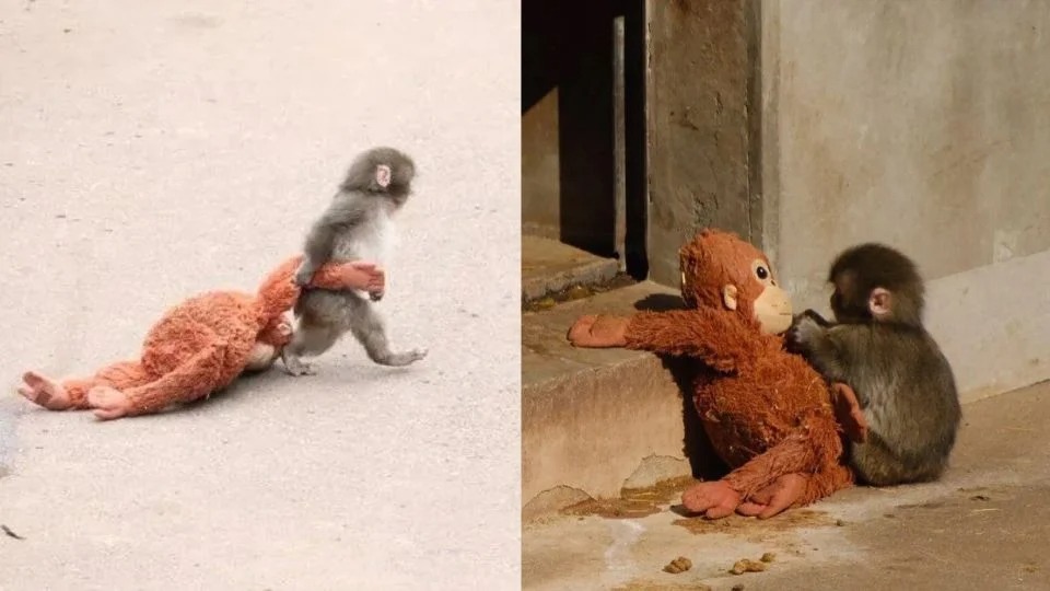el monito Punch 
