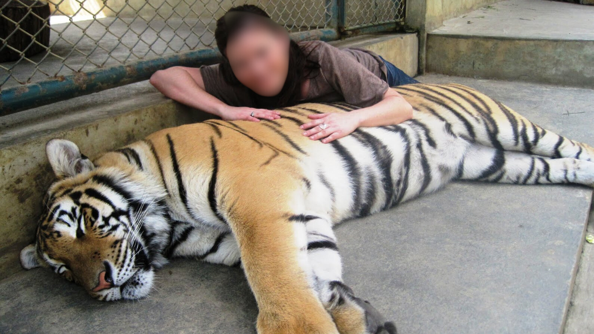 Tiger Kingdom