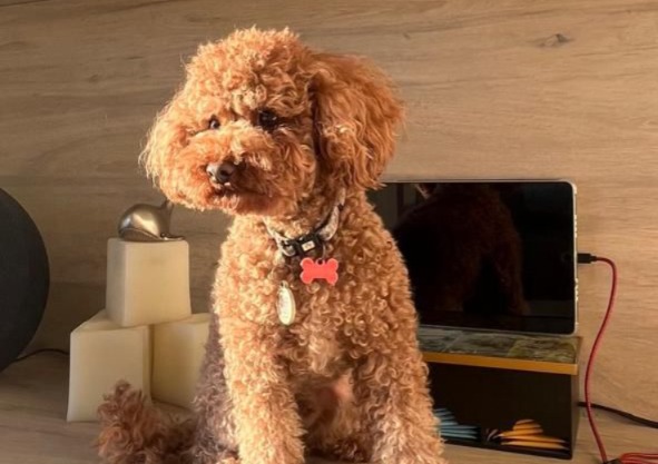 Buscan a 'Camote', perro perdido en Paracas