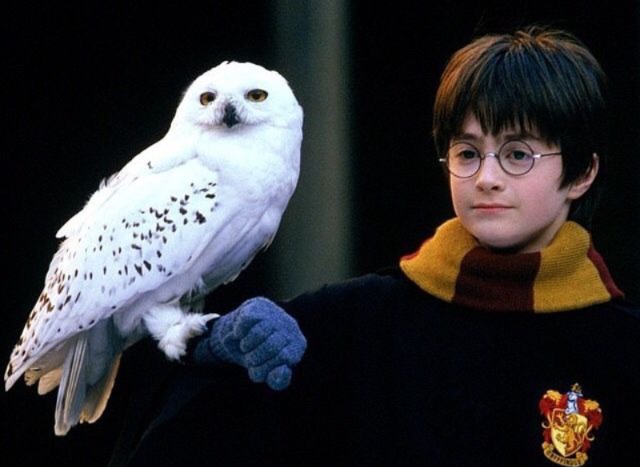 Lechuza de Harry Potter