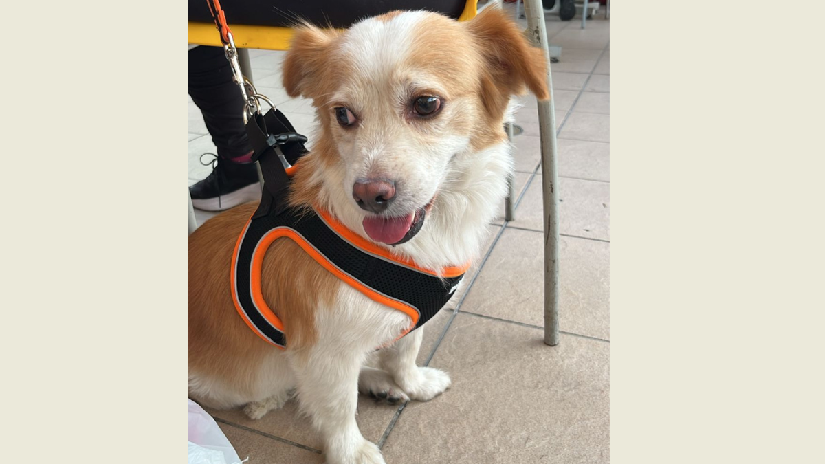 perrita desaparecida